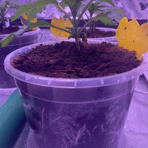 Master Kush growlog timeline photo
