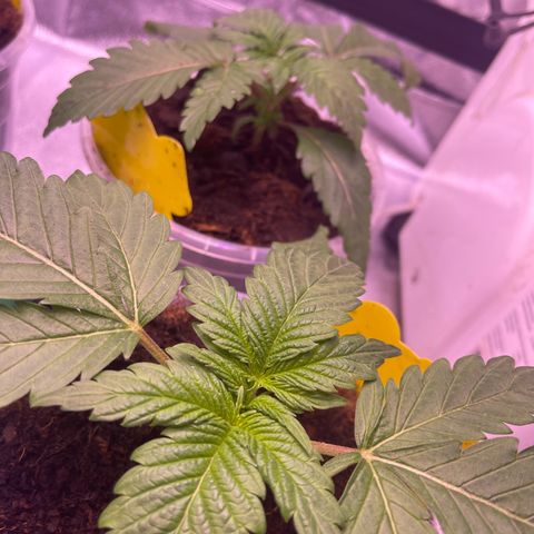 Master Kush growlog timeline photo