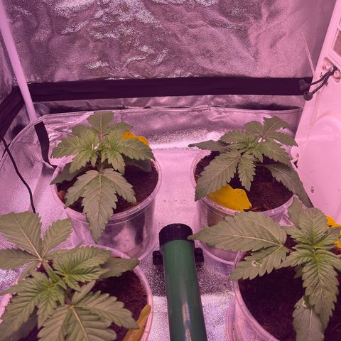 Master Kush growlog timeline photo