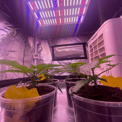 Master Kush growlog timeline photo