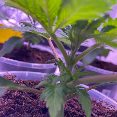 Master Kush growlog timeline photo