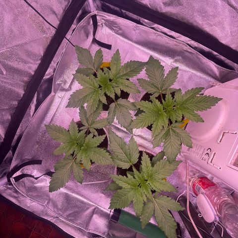 Master Kush growlog timeline photo