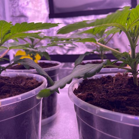 Master Kush growlog timeline photo