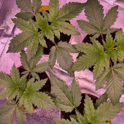 Master Kush growlog timeline photo