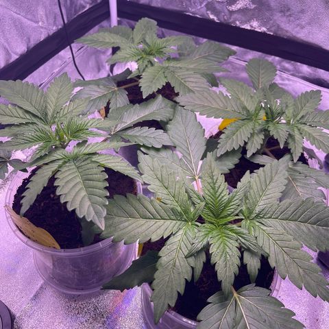 Master Kush growlog photo: Ersten 4 Triebe abgeschnitten 