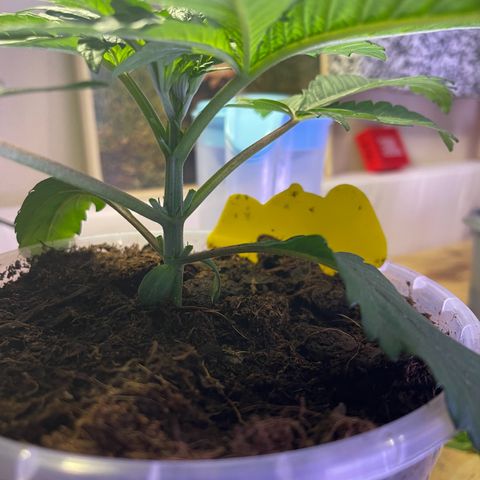 Master Kush growlog photo: Ersten 4 Triebe abgeschnitten 