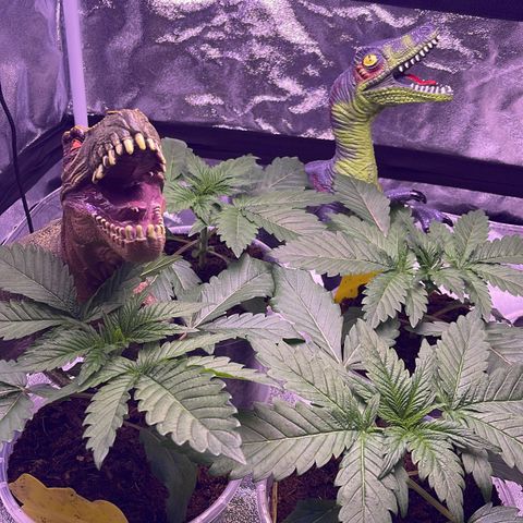 Master Kush growlog photo: Ersten 4 Triebe abgeschnitten 