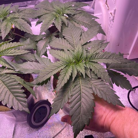 Master Kush growlog timeline photo