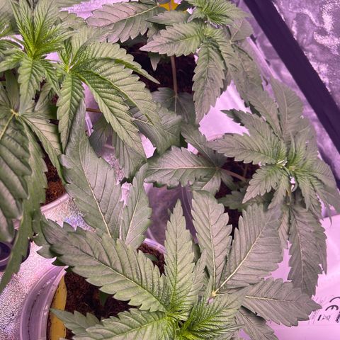 Master Kush growlog timeline photo