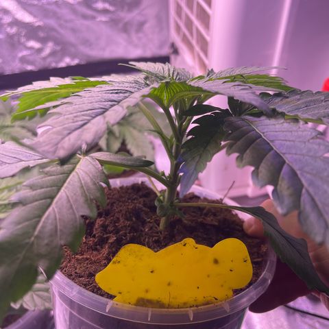 Master Kush growlog timeline photo