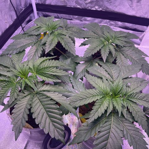 Master Kush growlog timeline photo