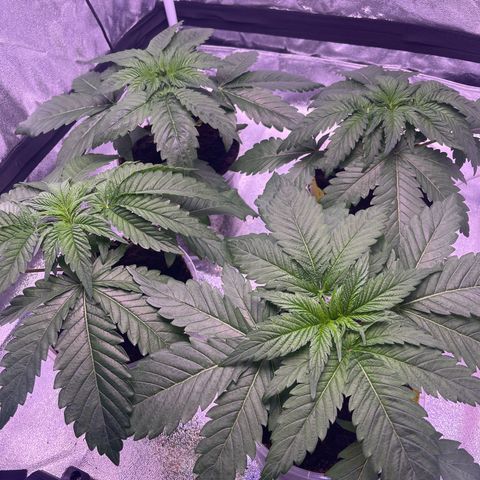 Master Kush growlog timeline photo