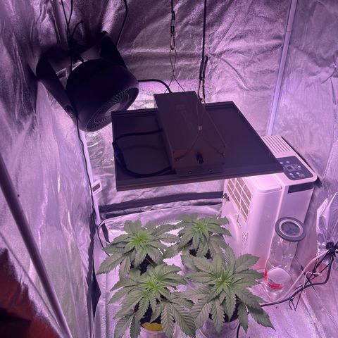 Master Kush growlog timeline photo