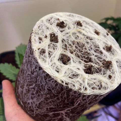 Master Kush growlog timeline photo
