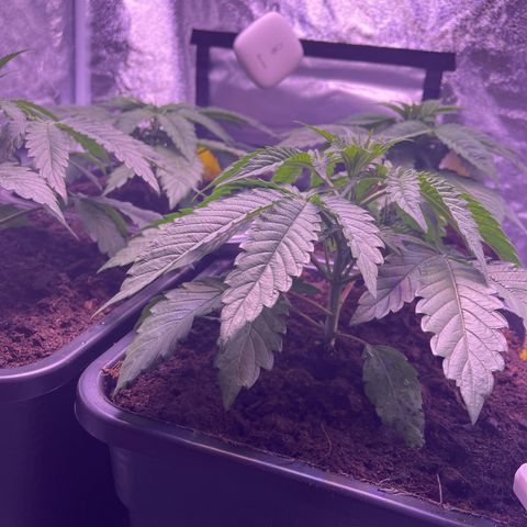 Master Kush growlog timeline photo
