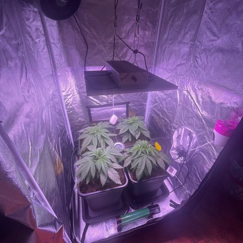 Master Kush growlog timeline photo