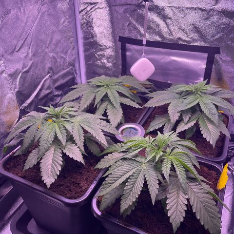 Master Kush growlog timeline photo