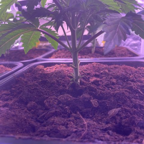 Master Kush growlog photo: Entlaubt 