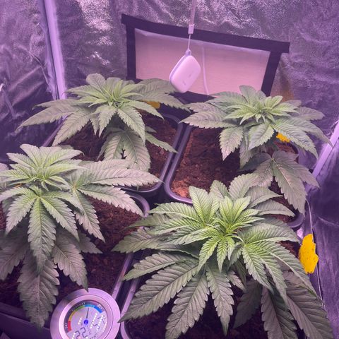Master Kush growlog photo: Entlaubt 