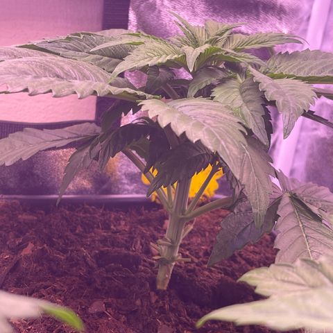 Master Kush growlog photo: Entlaubt 
