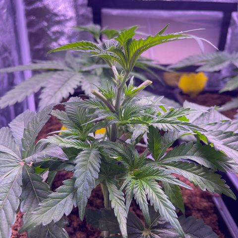 Master Kush growlog timeline photo