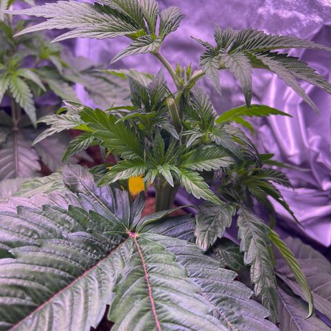Master Kush growlog timeline photo