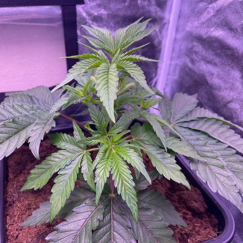 Master Kush growlog timeline photo