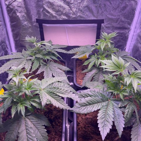 Master Kush growlog timeline photo