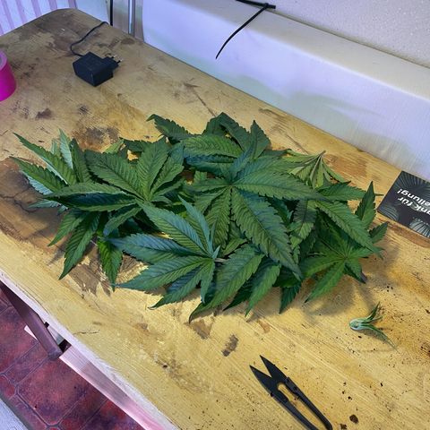 Master Kush growlog timeline photo