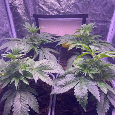 Master Kush growlog timeline photo