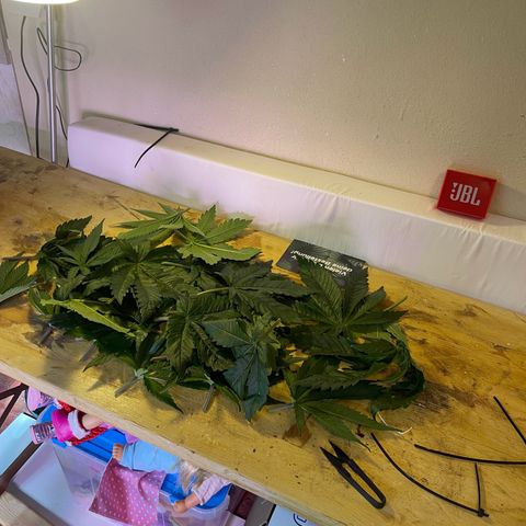 Master Kush growlog timeline photo