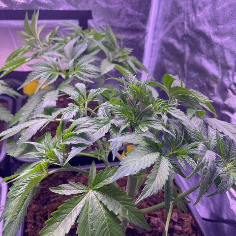 Master Kush growlog timeline photo
