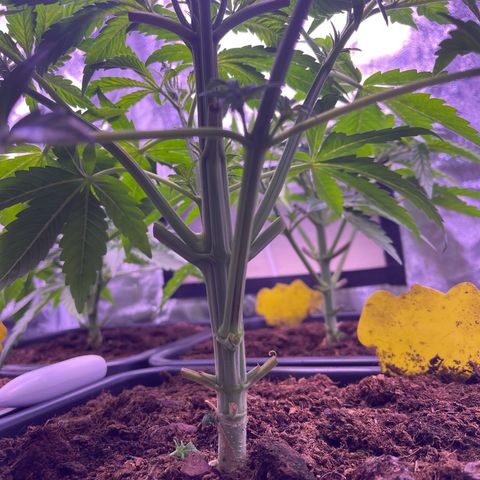 Master Kush growlog timeline photo