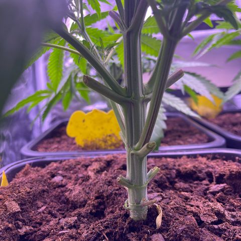 Master Kush growlog timeline photo