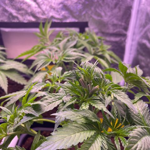 Master Kush growlog timeline photo