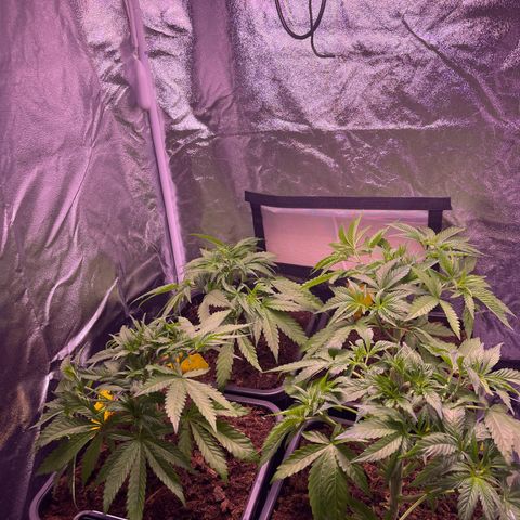 Master Kush growlog timeline photo