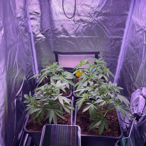 Master Kush growlog timeline photo
