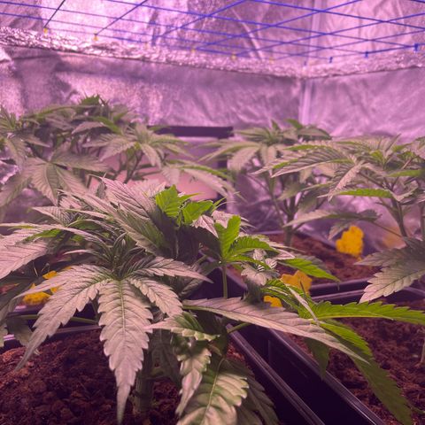 Master Kush growlog timeline photo