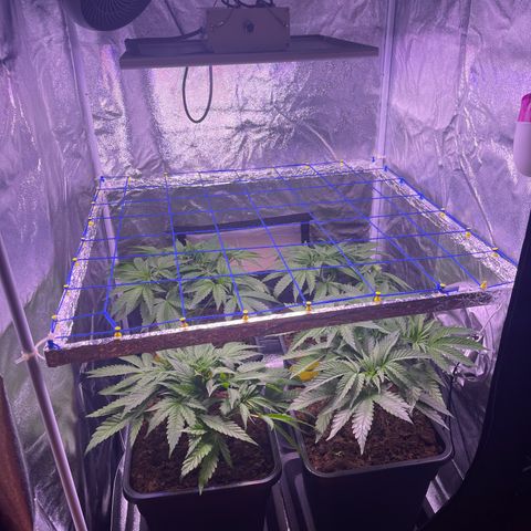 Master Kush growlog timeline photo