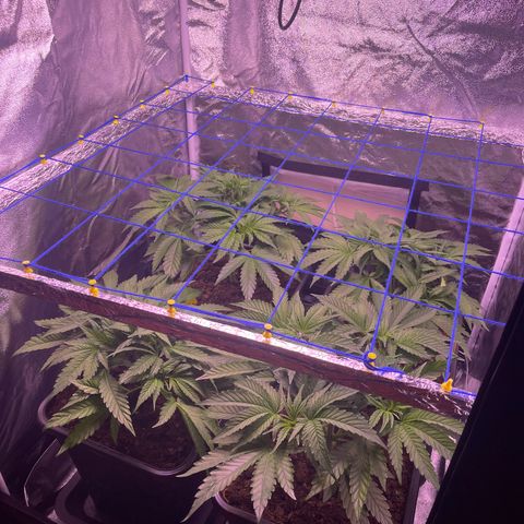 Master Kush growlog timeline photo