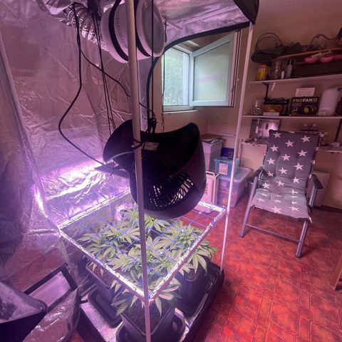 Master Kush growlog timeline photo