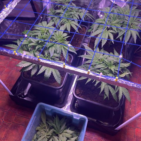 Master Kush growlog timeline photo