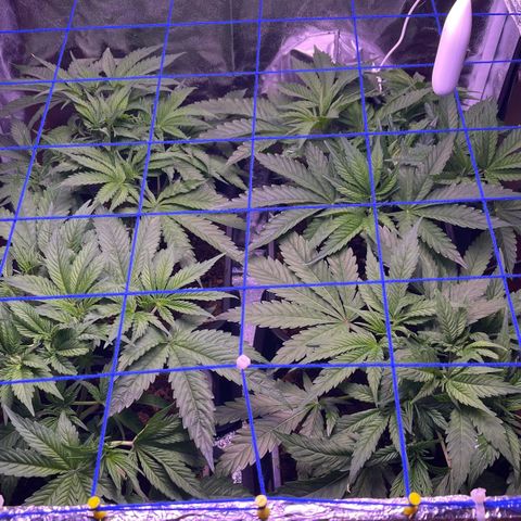Master Kush growlog timeline photo
