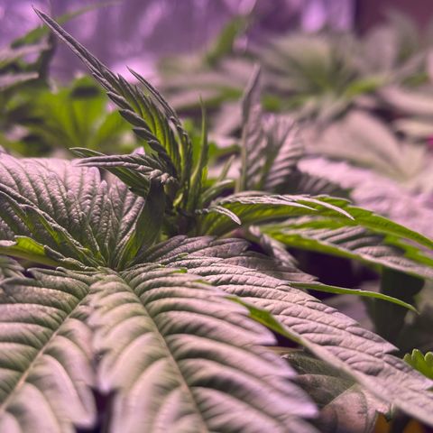 Master Kush growlog timeline photo