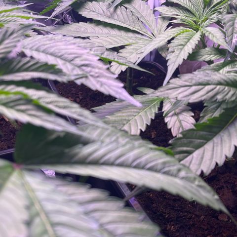 Master Kush growlog timeline photo