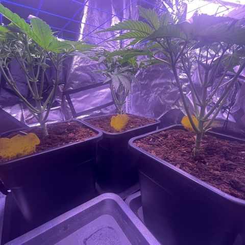 Master Kush growlog timeline photo