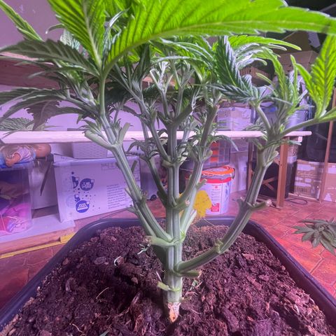 Master Kush growlog timeline photo
