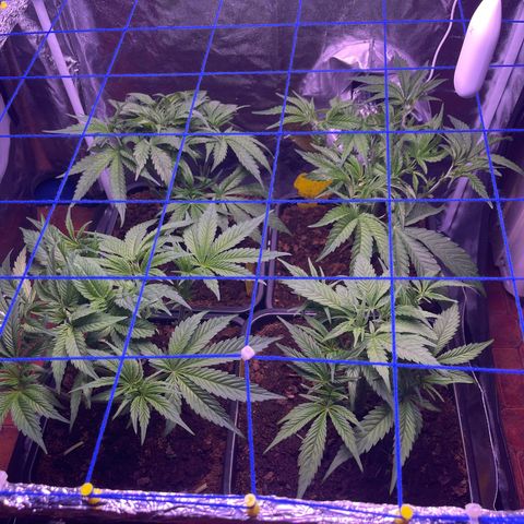 Master Kush growlog timeline photo