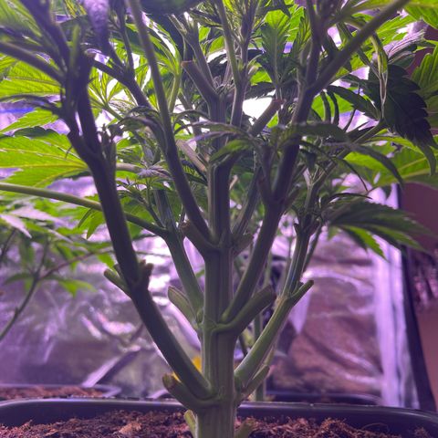 Master Kush growlog timeline photo