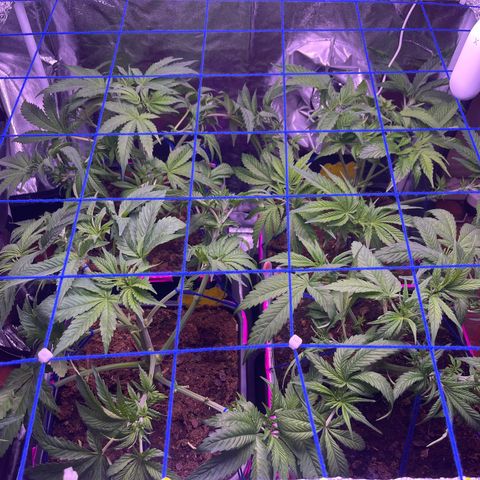 Master Kush growlog timeline photo